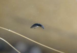 Фото скола на лобовом стекле